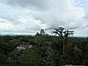 Tikal 22.jpg